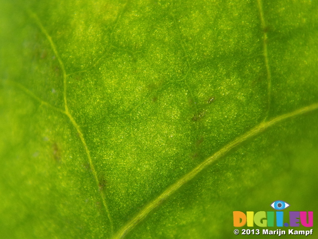 20131102_125318 Dandilion leaf